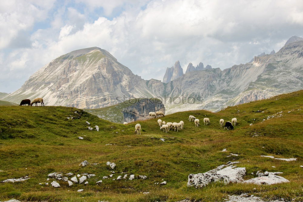 Similar – Guanaco Herd Animal