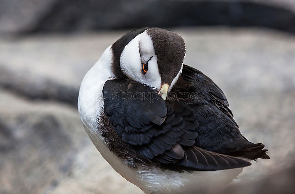 Similar – Image, Stock Photo Flock of penguins on beach