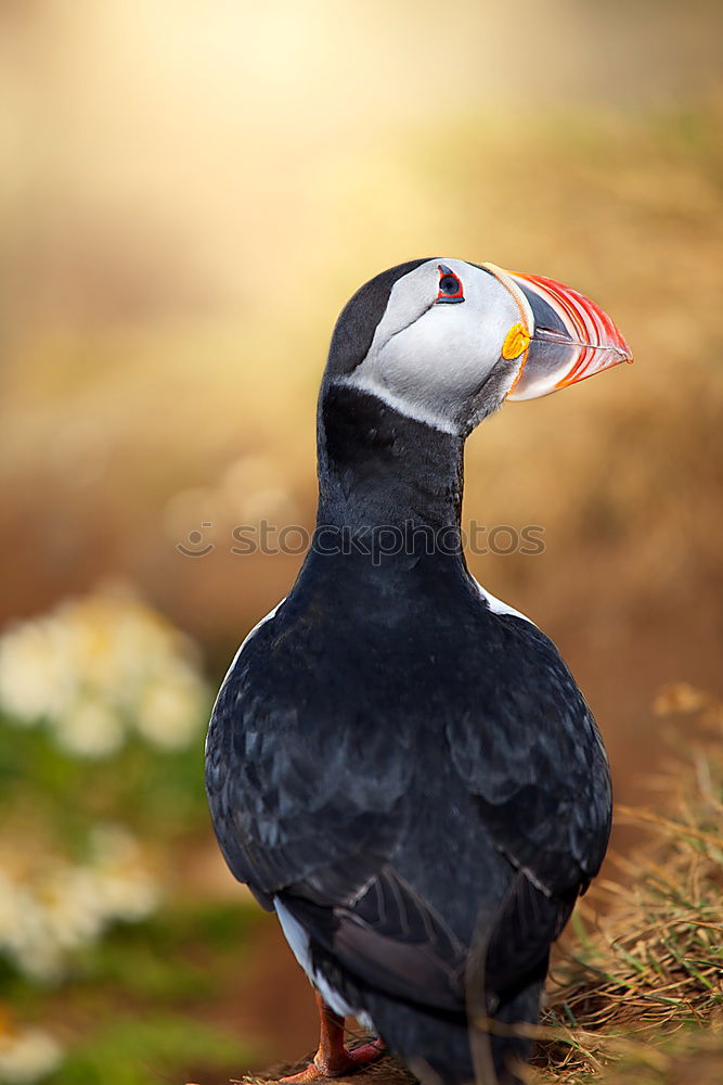 Similar – Image, Stock Photo Iceland Environment Nature