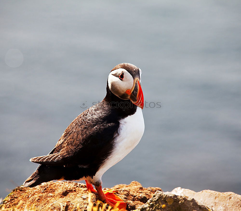 Similar – Image, Stock Photo gull’s eye Water Coast