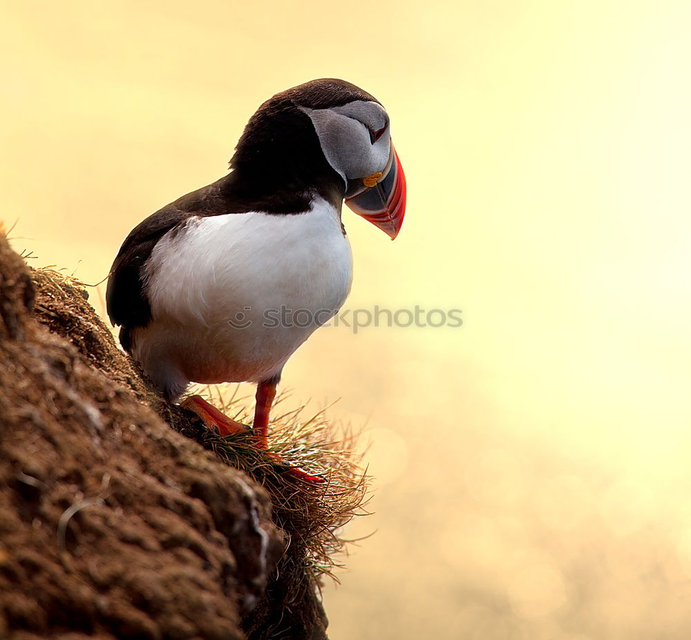 Similar – Image, Stock Photo Puffin III látrabjarg Bird