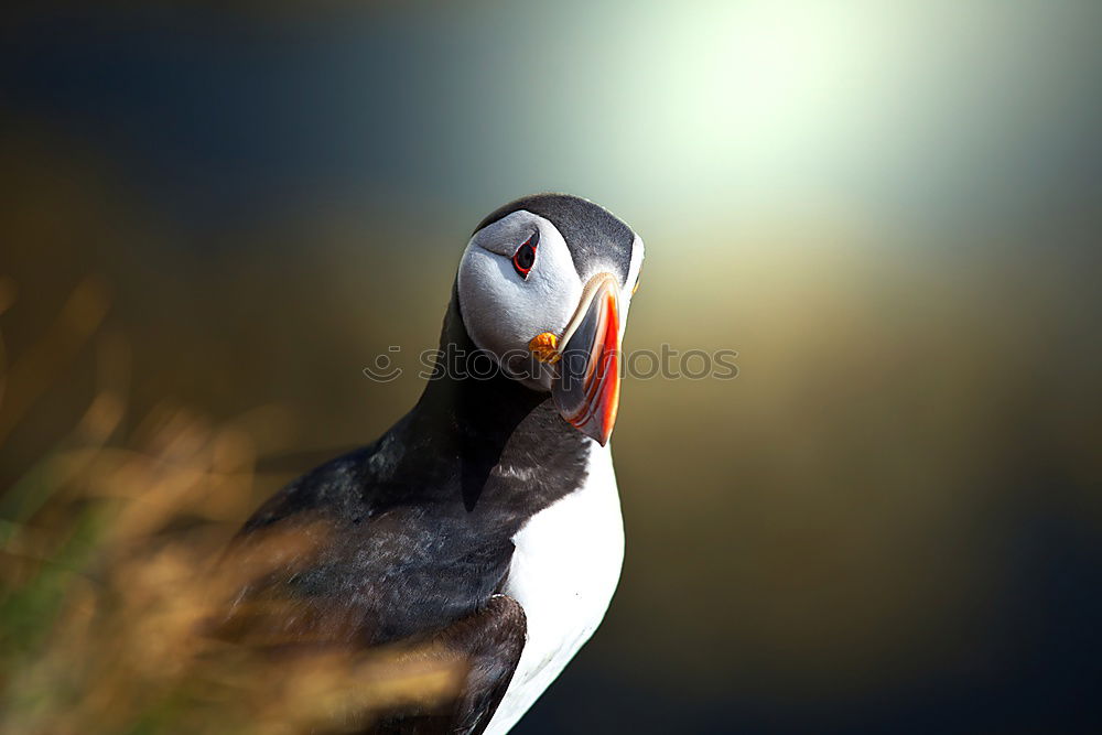 Similar – tired parrot diver Nature