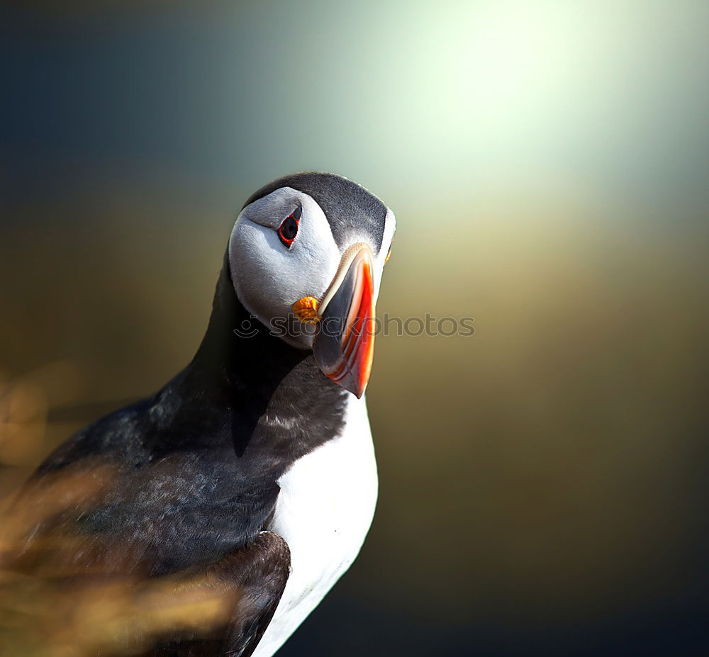 Similar – Image, Stock Photo Iceland Environment Nature