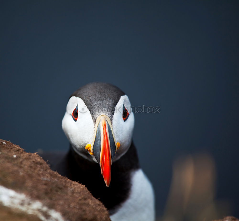 Similar – tired parrot diver Nature