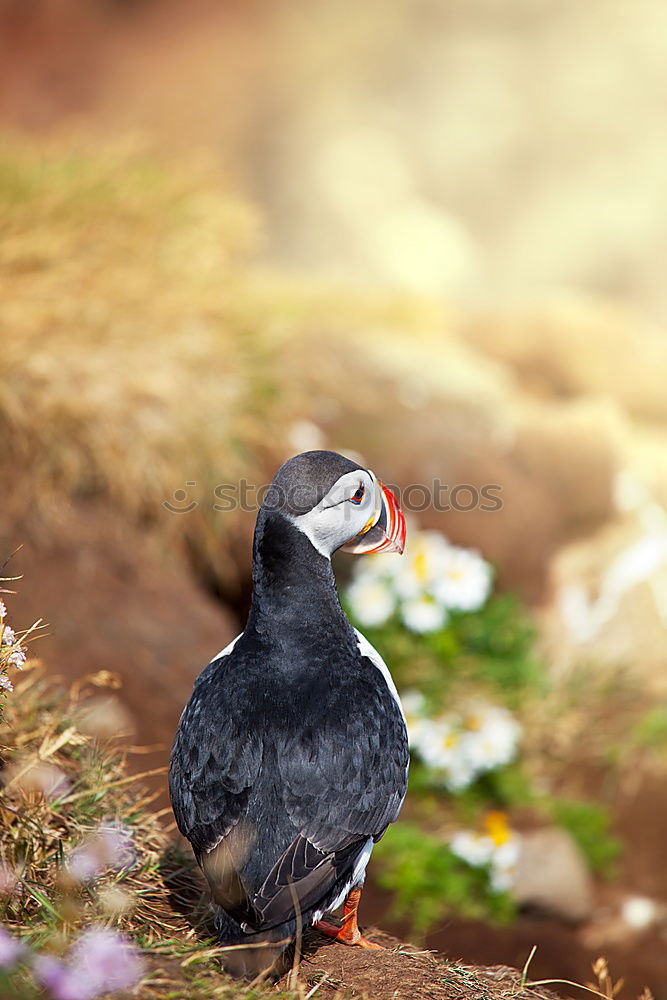 Similar – Image, Stock Photo Iceland Environment Nature