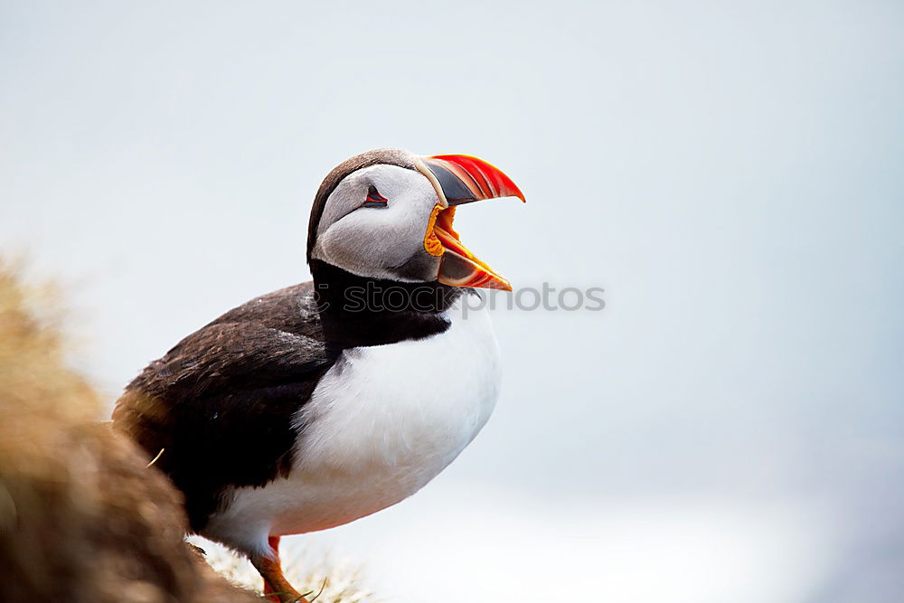 Similar – Image, Stock Photo Puffins oOOO