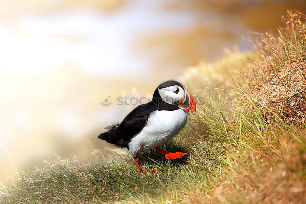 Similar – Image, Stock Photo Puffins OOO -O- O Grass