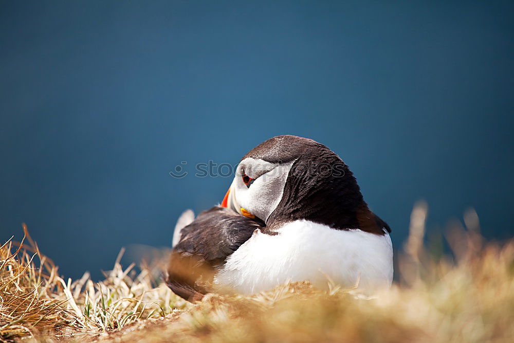 Similar – Arctic penguins Nature