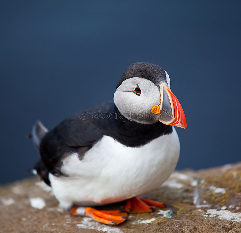 Similar – tired parrot diver Nature