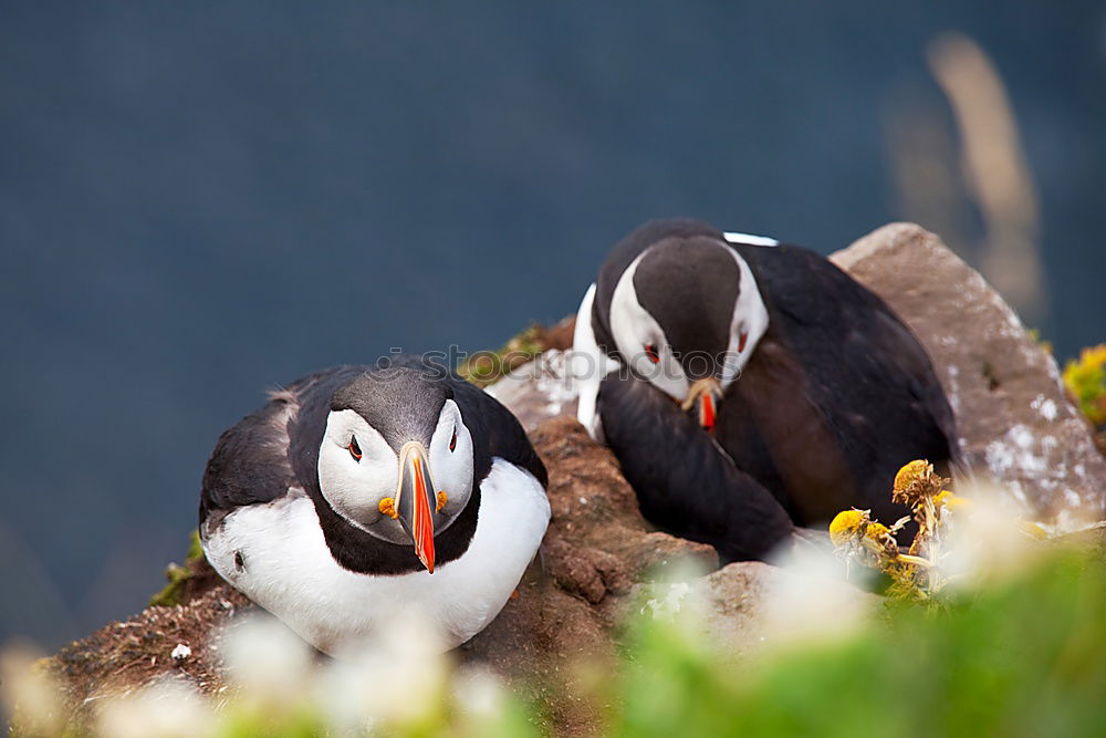 Similar – Image, Stock Photo DUO Nature Plant Animal