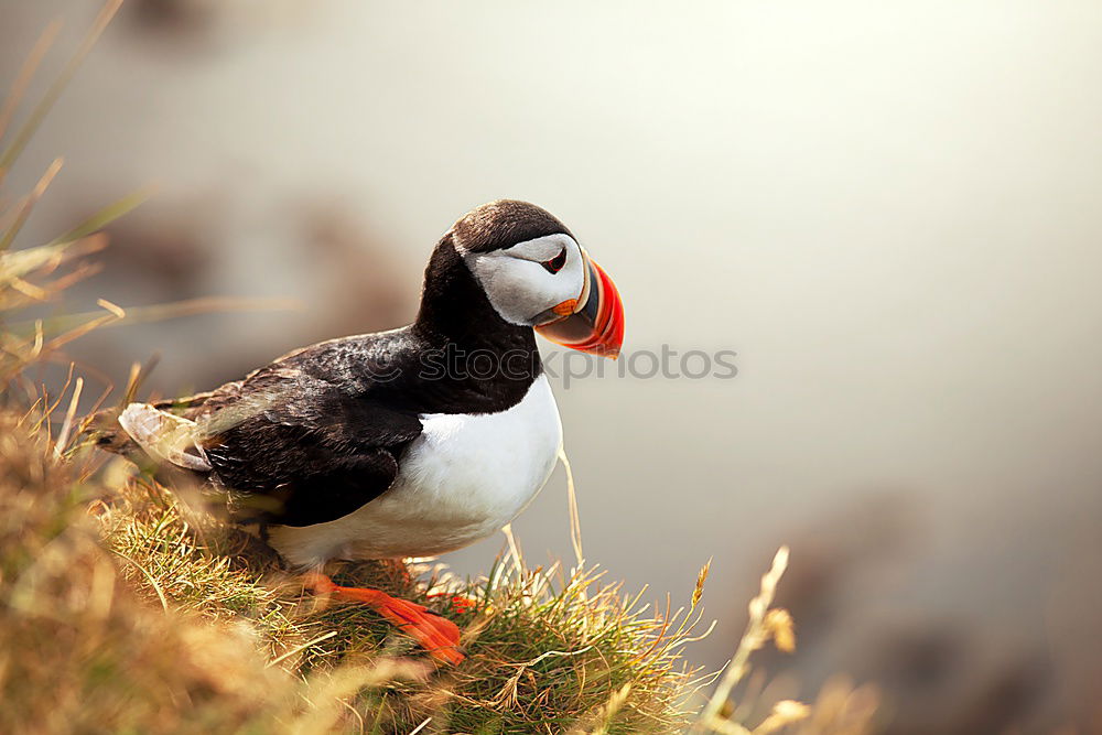 Similar – Image, Stock Photo Arctic Tern