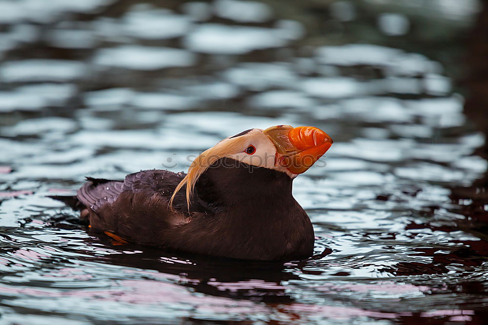 Similar – water duck Sweet Cute