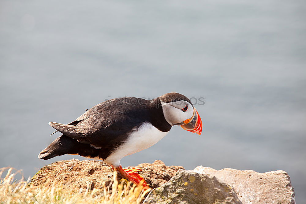 Similar – Arctic penguins Nature