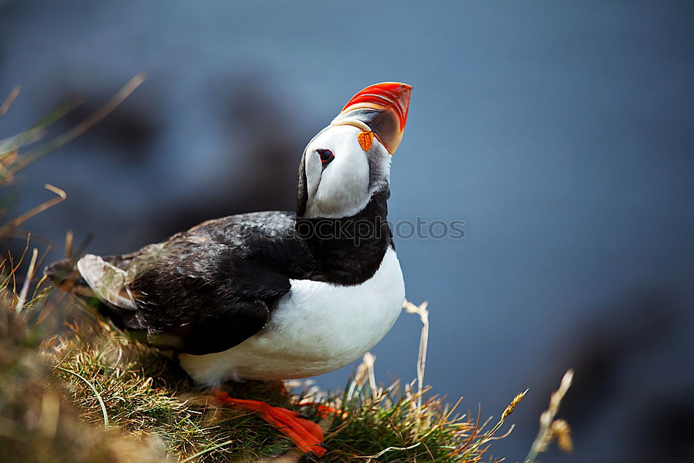 Similar – Arctic penguins Nature