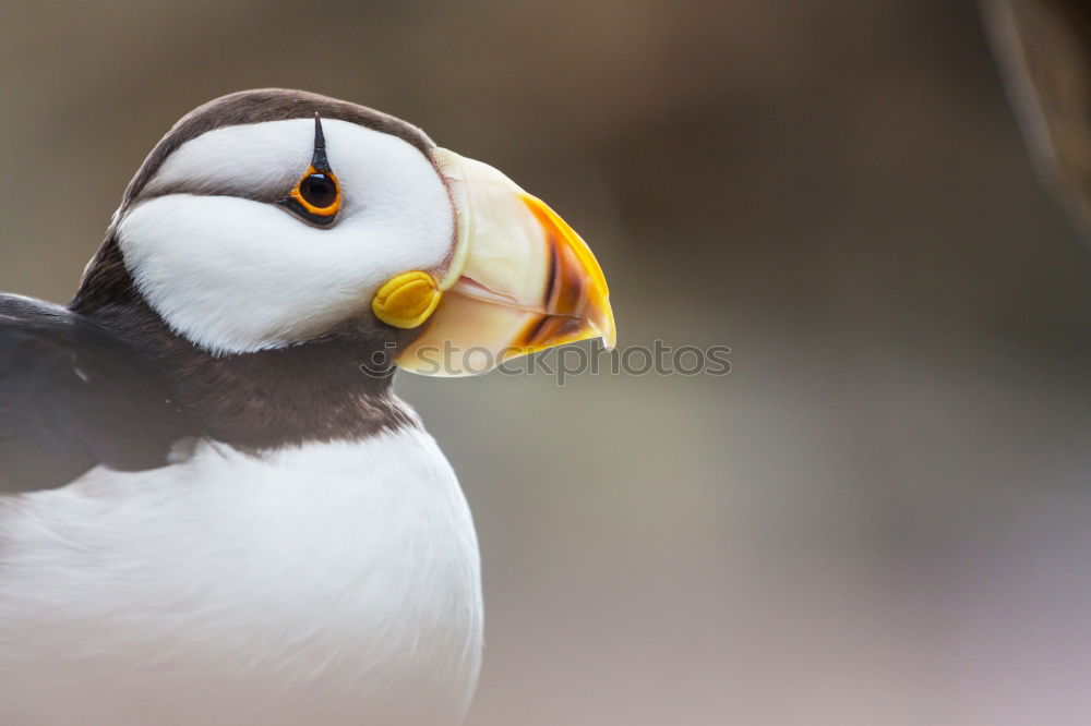 Similar – tired parrot diver Nature