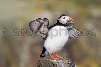 Puffin ~O~ Meadow Coast