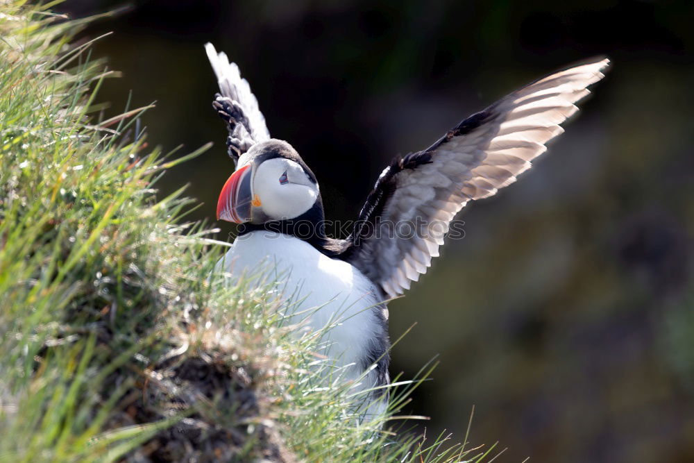 Similar – Puffin ~O~ Meadow Coast