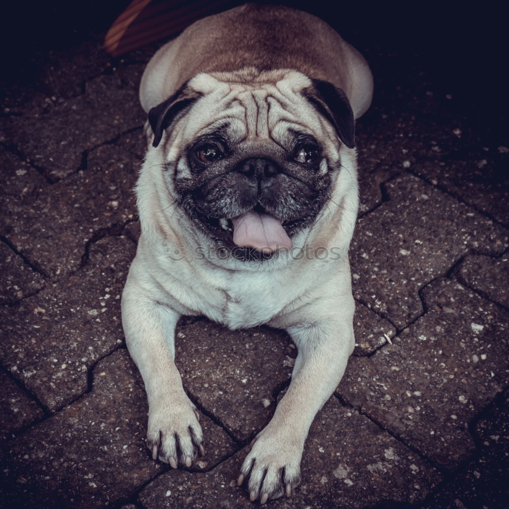 Similar – Boston Terrier Portrait