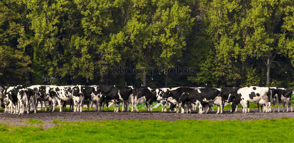 Similar – friesische kühe Natur