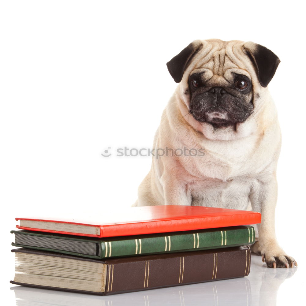 Similar – funny dog with glasses and a book on white background