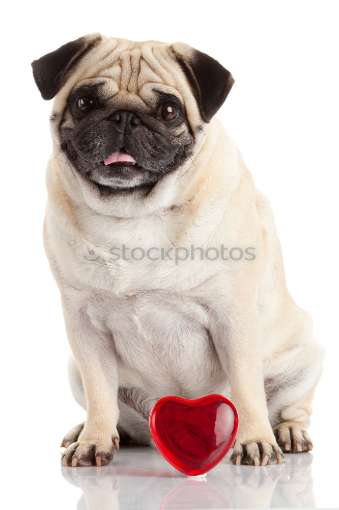 Similar – portrait of a cute dog sitting on bed with a red heart.