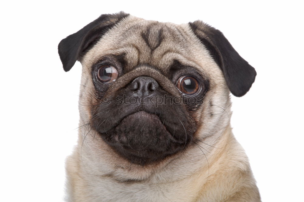 Similar – Cute and sad Pug Dog sitting