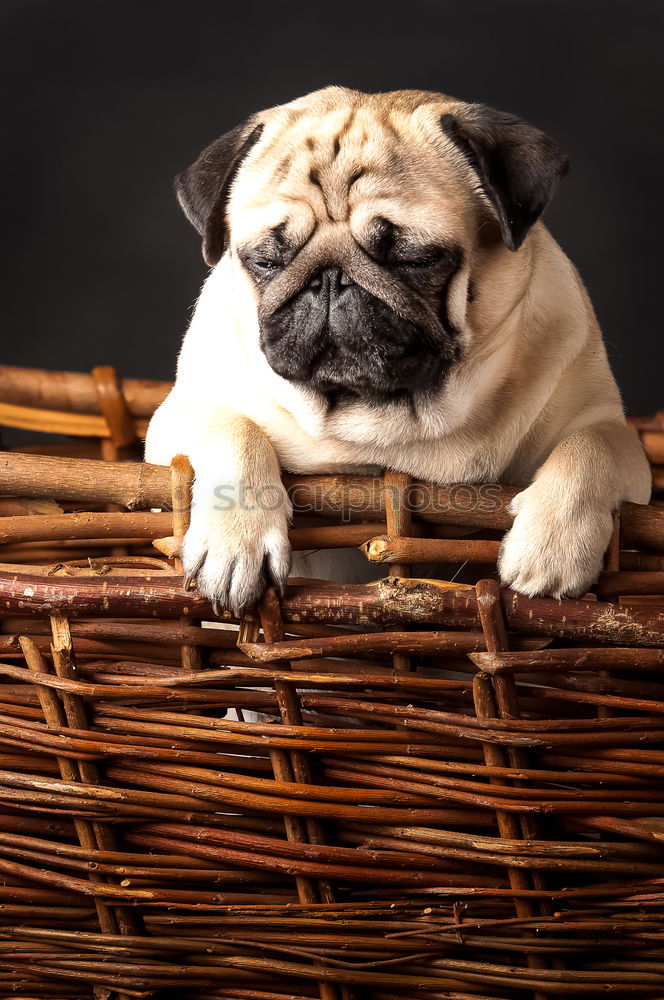 Image, Stock Photo daydream Dog Pug Well