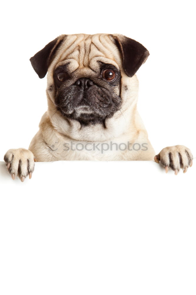 Similar – Image, Stock Photo daydream Dog Pug Well