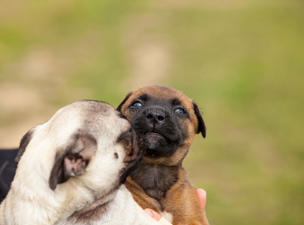 Similar – Siberian husky and French bulldog puppy playing in garden