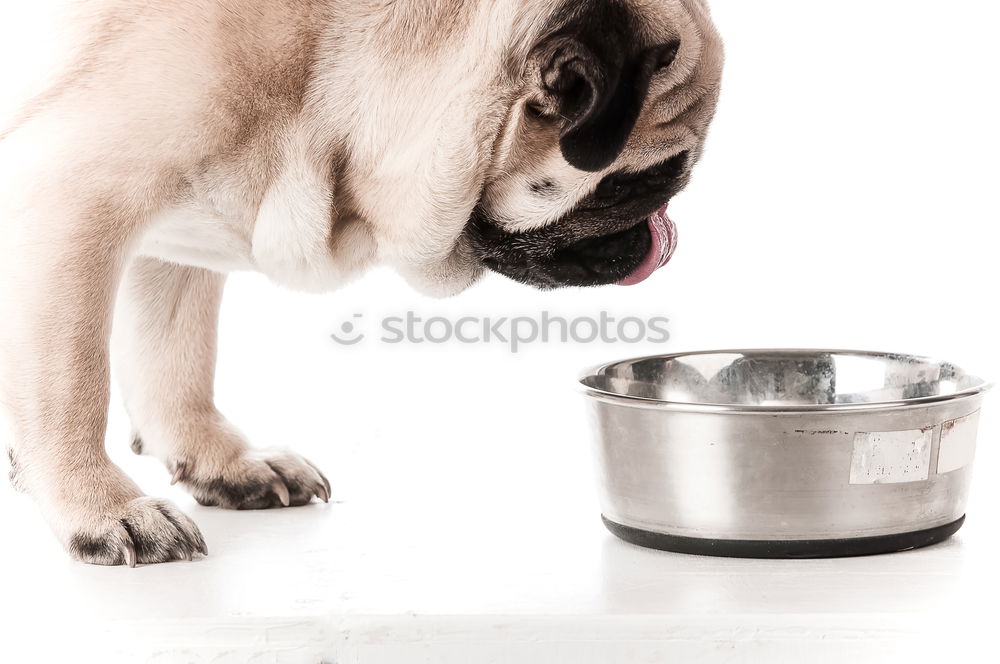 Similar – cute small dog sitting and waiting to eat