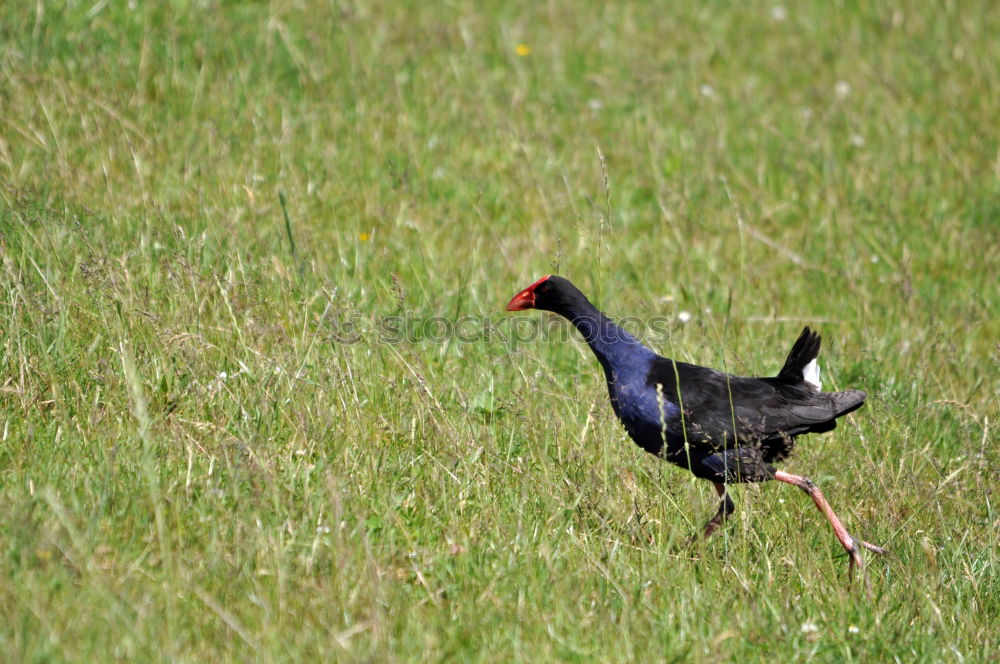 Similar – Stork in salad Environment