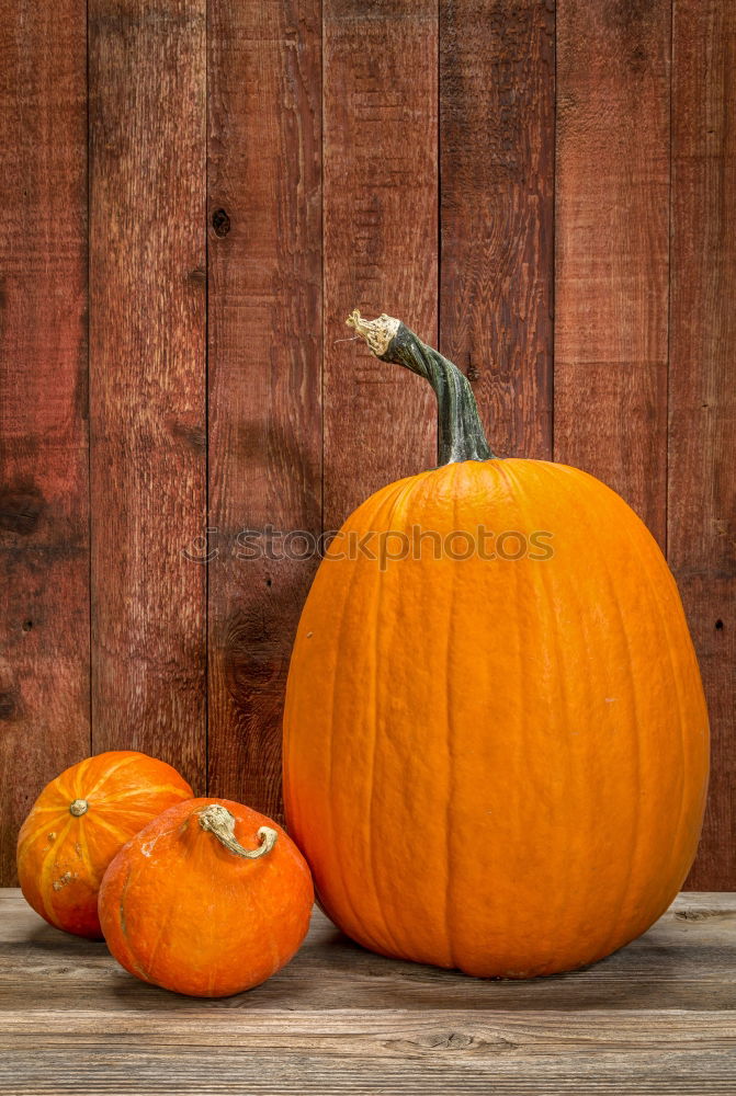 Similar – Image, Stock Photo KÜR VI Food Pumpkin