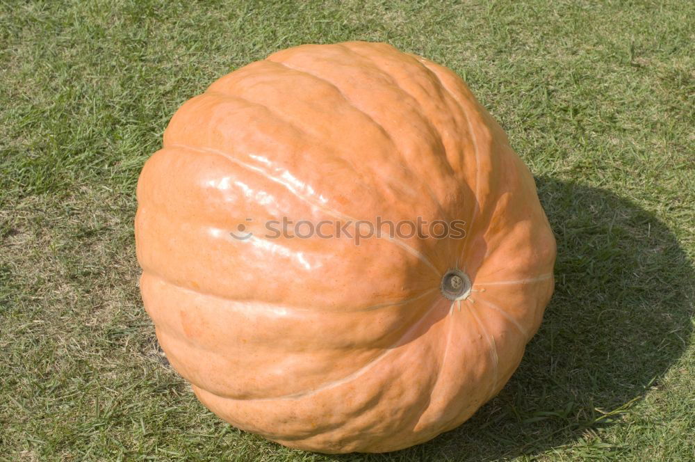 PUMPKIN Halloween Wiese