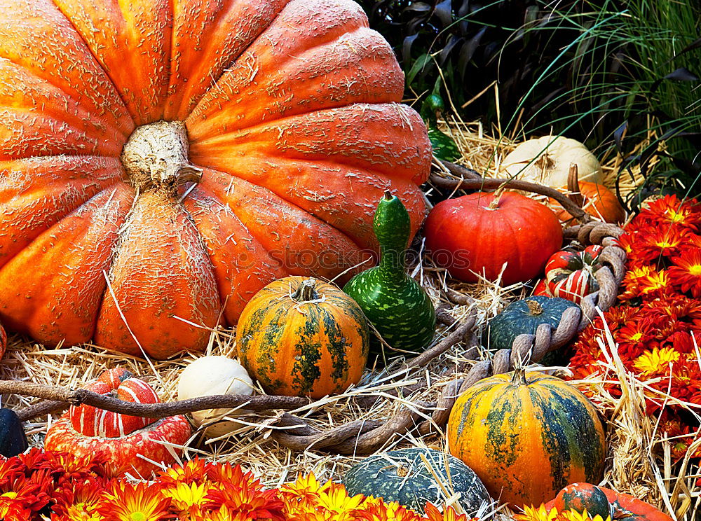 Similar – Pumpkin on herb leaves