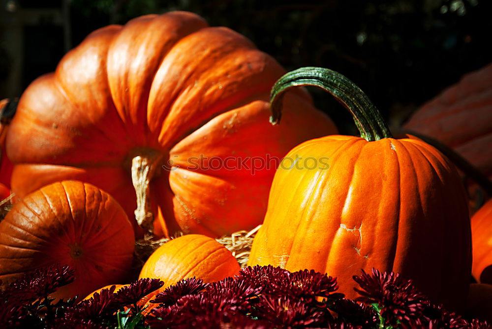 Similar – Pumpkin on herb leaves