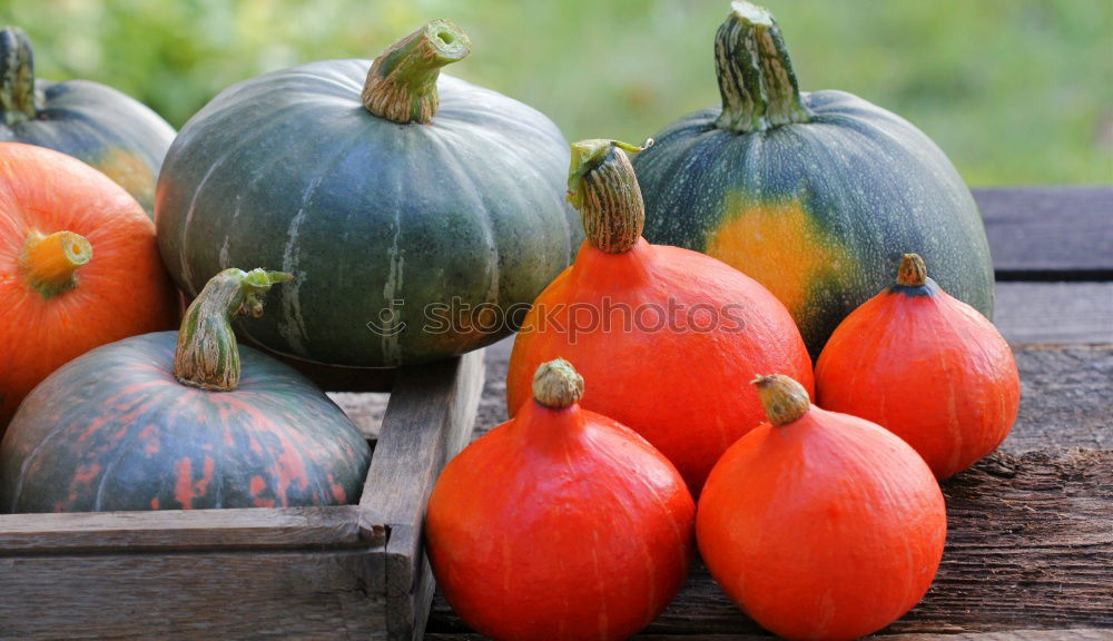 Similar – Image, Stock Photo Fresh pumpkins Food