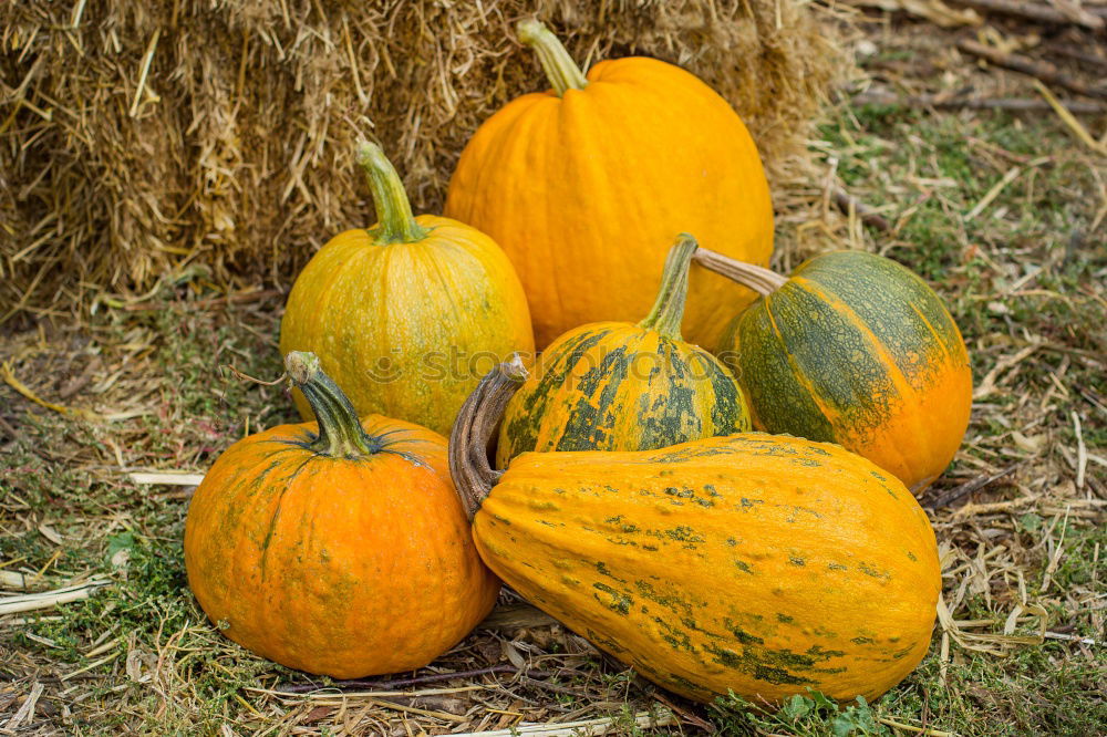 Similar – Image, Stock Photo Fresh pumpkins Food