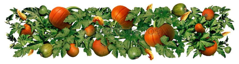 Similar – Image, Stock Photo carrot league Food