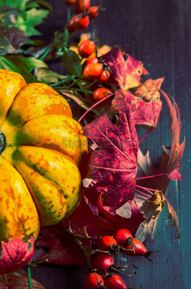 Autumn decoration with pumpkin, rose hip and coloured foliage