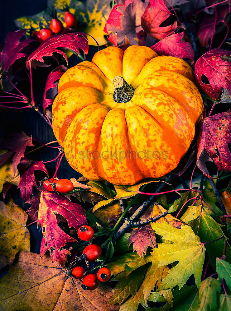 Pumpkin on herb leaves