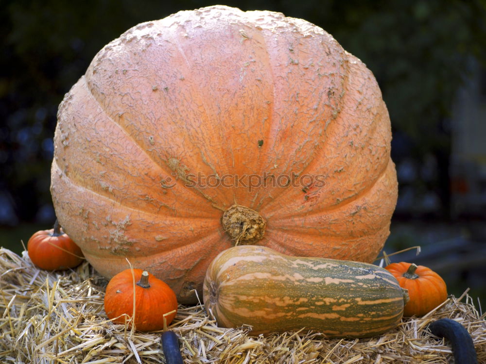 Similar – Image, Stock Photo Fresh pumpkins Food