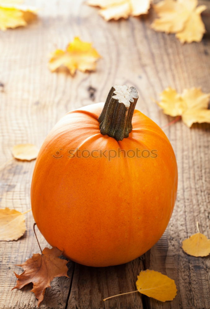 Similar – Image, Stock Photo Pumpkin season Food