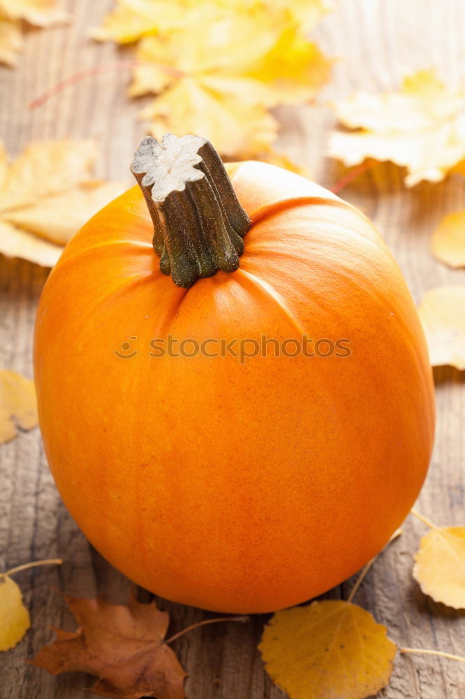 Similar – Image, Stock Photo Pumpkin season Food