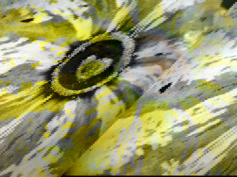 Similar – Foto Bild zitrone Zitrone gelb