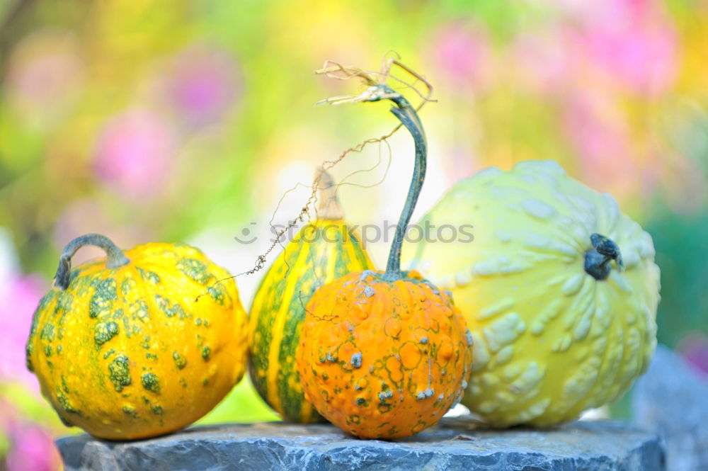 Similar – Chestnuts Physalis Quince