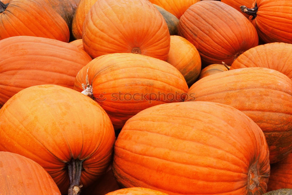 Similar – Image, Stock Photo pumpkin Colour photo Light