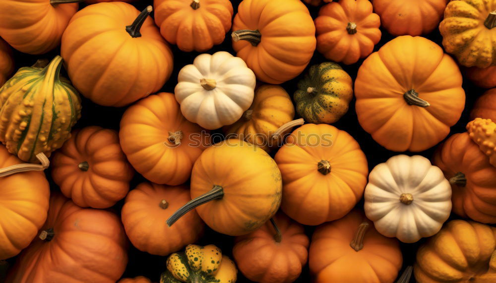 Similar – Image, Stock Photo pumpkin Colour photo Light