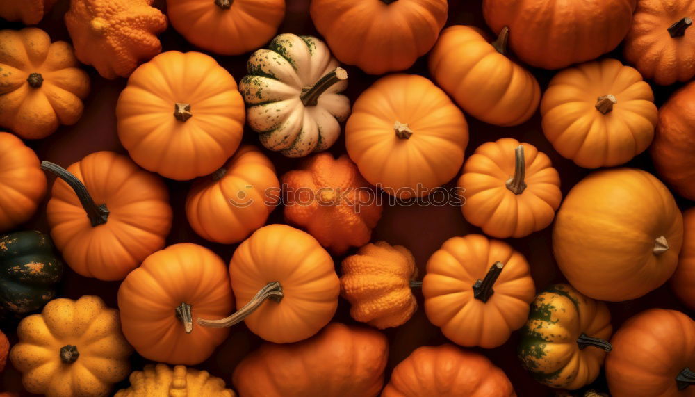 Image, Stock Photo pumpkin Colour photo Light