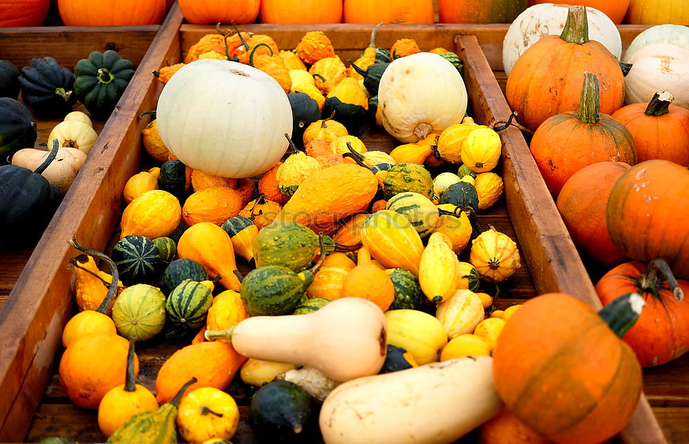 Similar – Pumpkins on the market