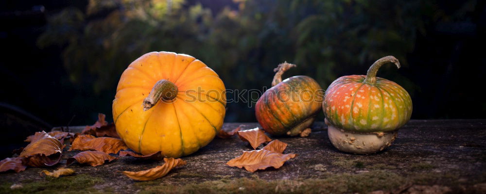 Similar – Foto Bild Kürbis im Grünen Blatt